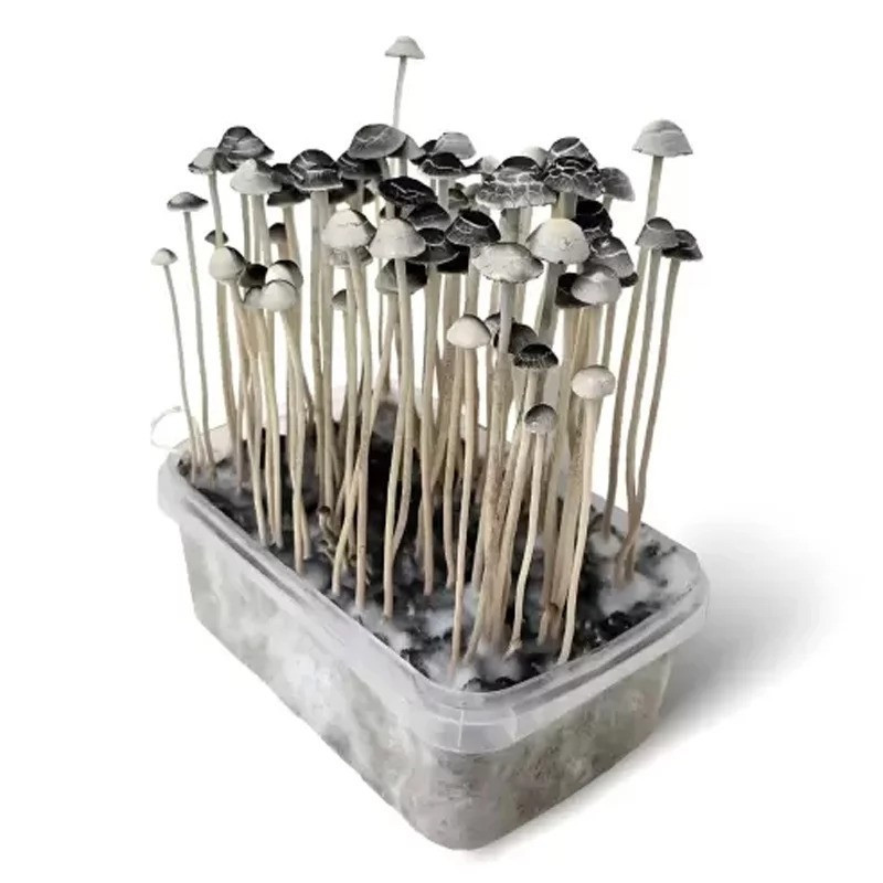 MYCELIUM COPELANDIA KIT DE OBSERVAȚIE 1200 ML