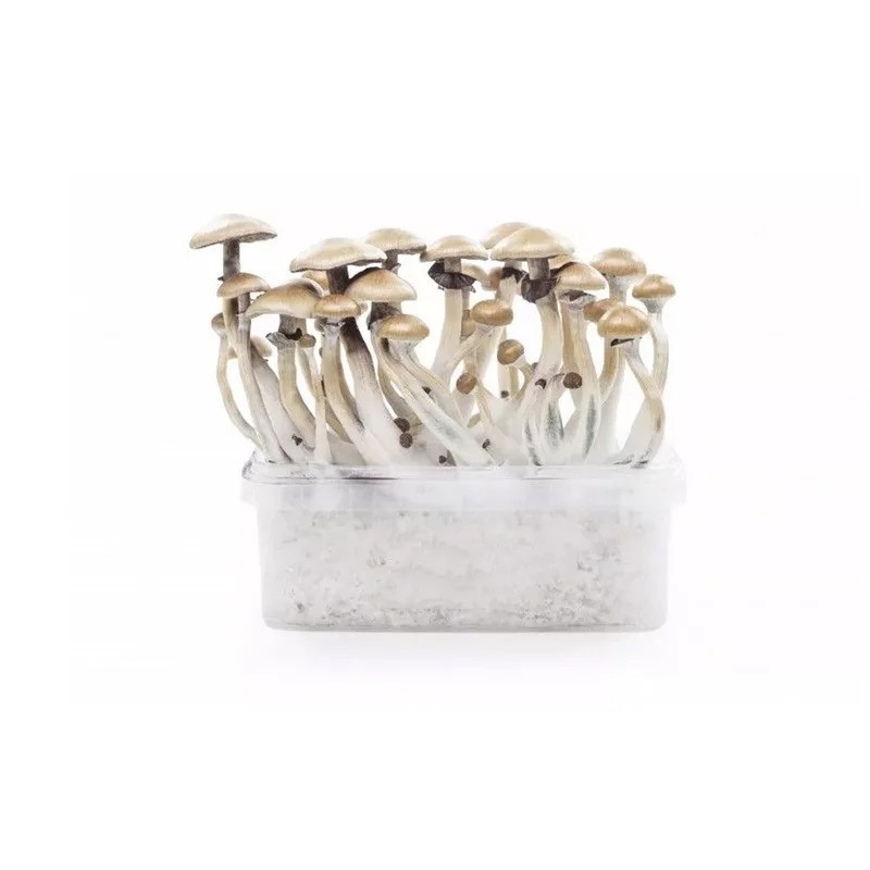 MYCELIUM GOLDEN TEACHER KIT DE OBSERVAȚIE 1200 ML