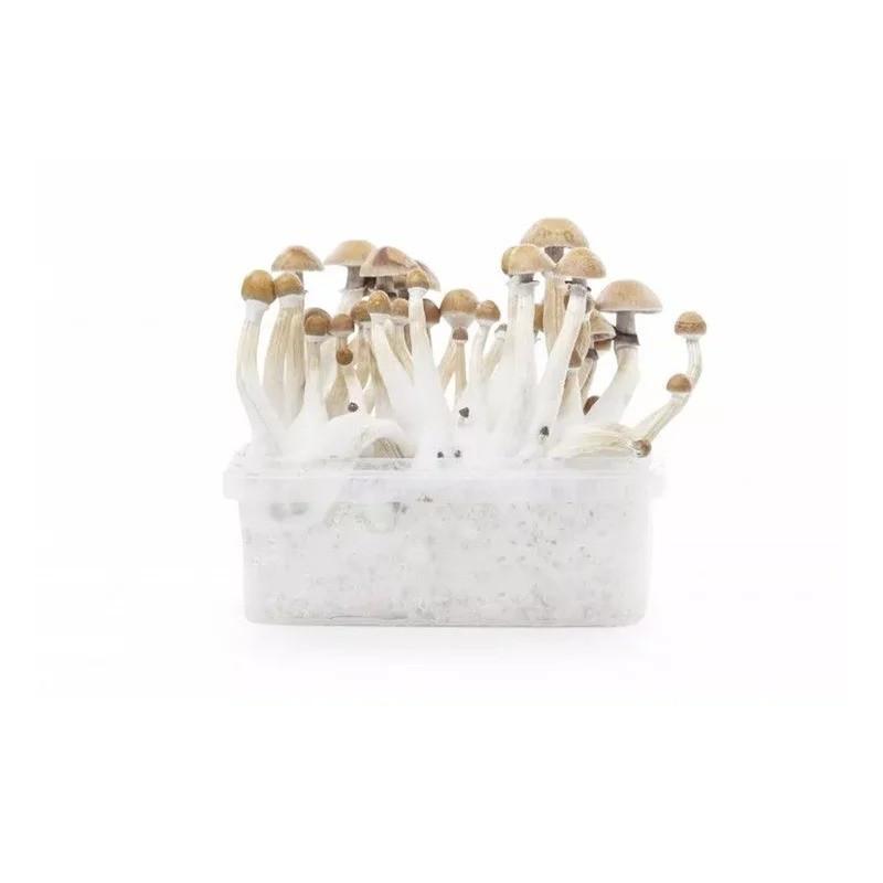 MEXICAN MYCELIUM KIT DE OBSERVAȚIE 1200 ML