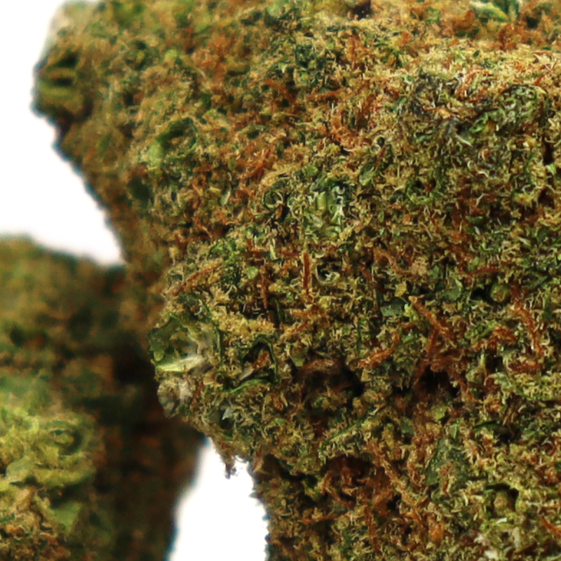 HOLLYWOOD CBD FLOARE COOKIES