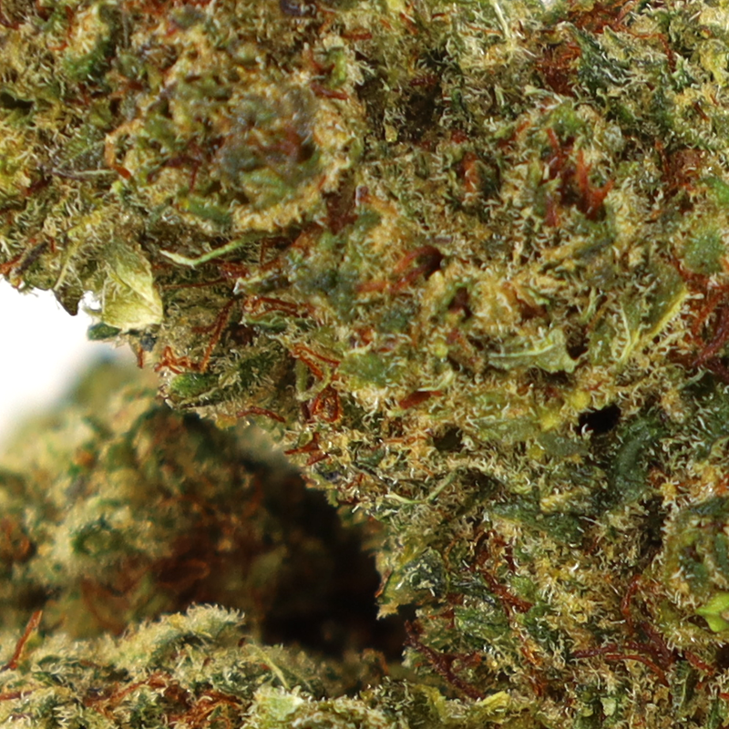 OCEAN BEACH FLOARE COOKIES