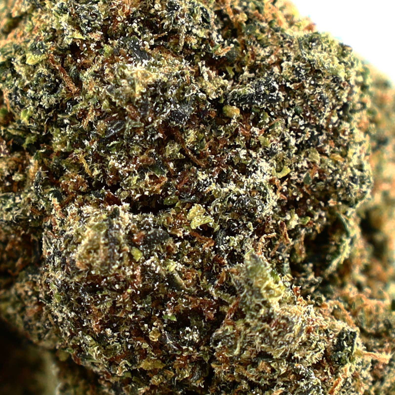 GELATTI FLOARE COOKIES