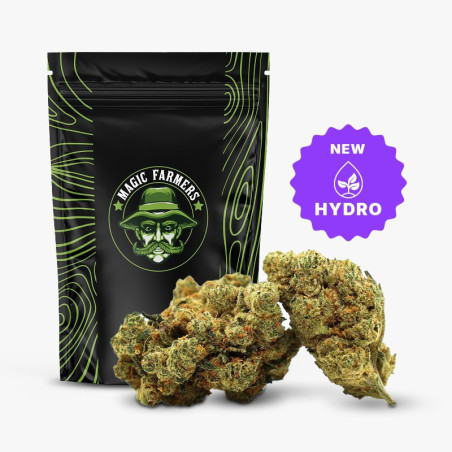 CHAMPAGNE HAZE 36% FLOARE THCA