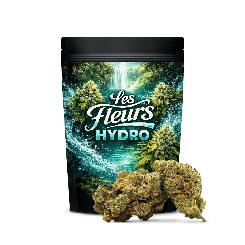 CHAMPAGNE HAZE 36% FLOARE THCA