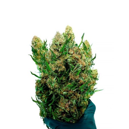 FLOARE CBD PE TULINĂ STRAWBERRY