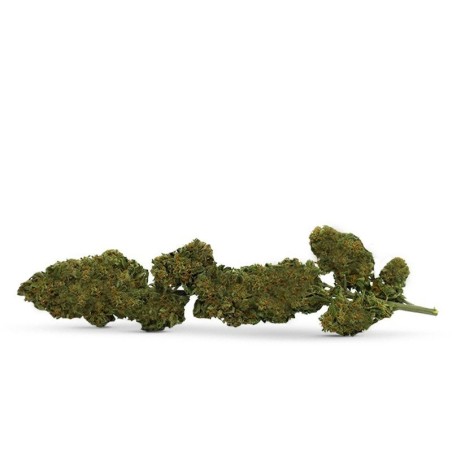 FLOARE CBD PE TULINĂ... - alt