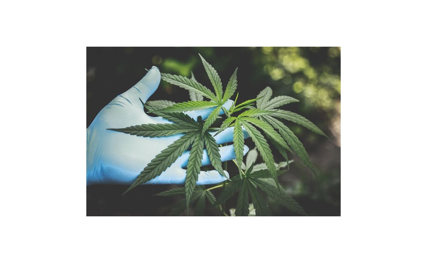 Textul furnizat este deja în limba română. Iată-l neschimbat:
Sistemul endocanabinoid – cum funcționează și care este rolul său în organismul uman