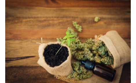 Uleiul de canabis - beneficii, tipuri și cum să-l folosești eficient