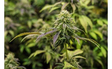 Flori de CBD puternice: cum să le folosiți și să le dozați corect?