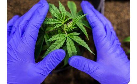 Flori de CBD puternice din Elveția: calitate, beneficii și cumpărare online