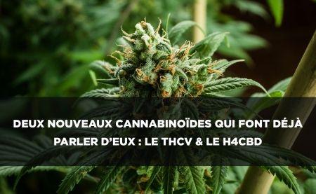THCV & H4CBD: Două noi canabinoide cu efecte interesante