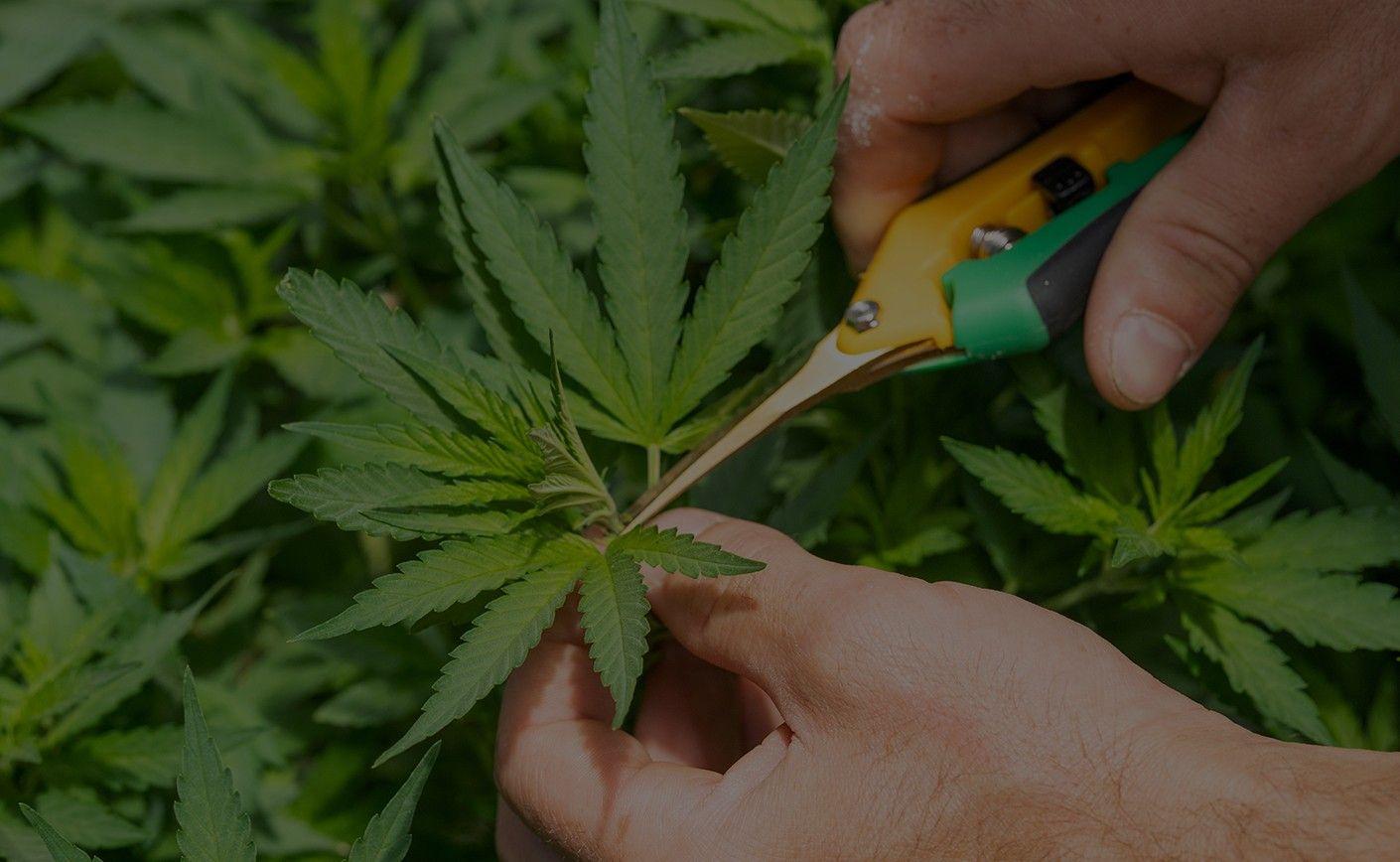 Rețetă: Camembert la cuptor (Chorizo și CBD)