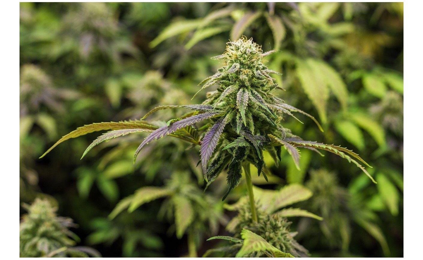 Flori de CBD puternice: cum să le folosiți și să le dozați corect?