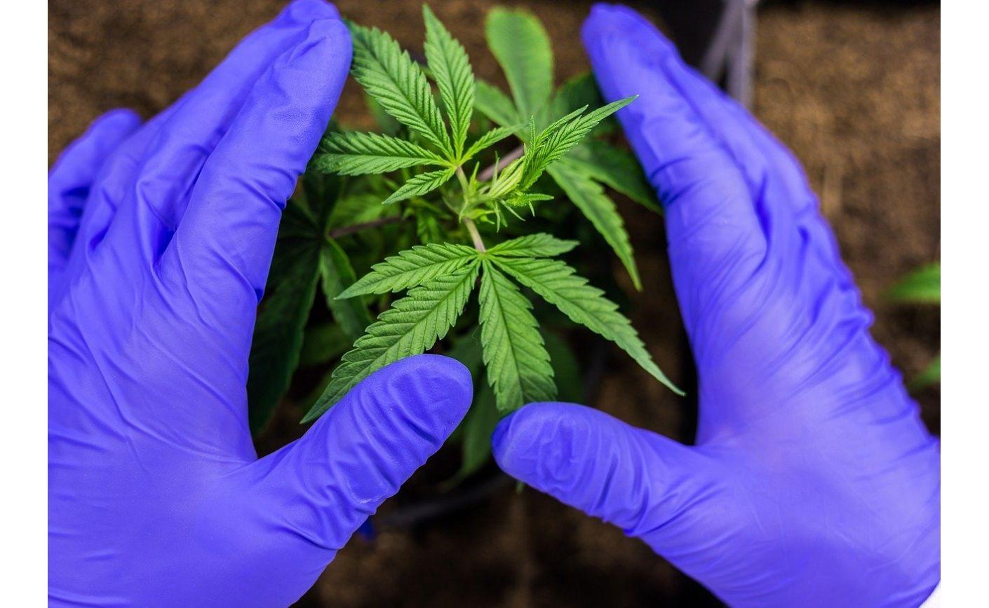 Flori de CBD puternice din Elveția: calitate, beneficii și cumpărare online