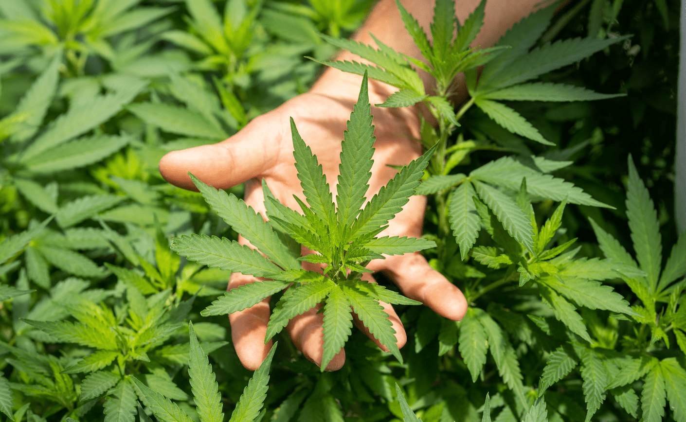 Ce formă de CBD să alegeți pentru prima dvs. experiență?