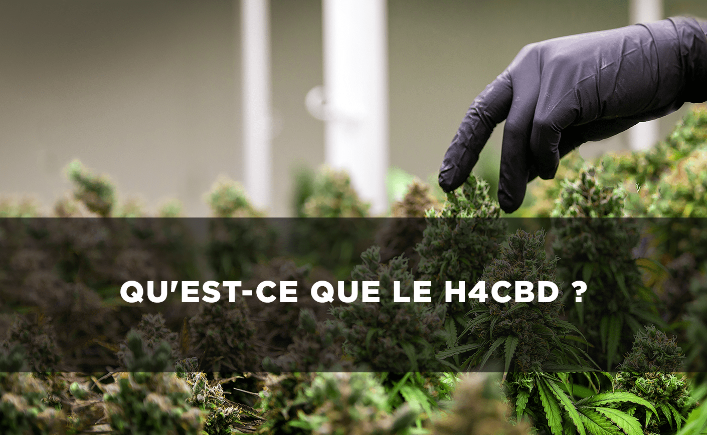 H4CBD: Ce este?