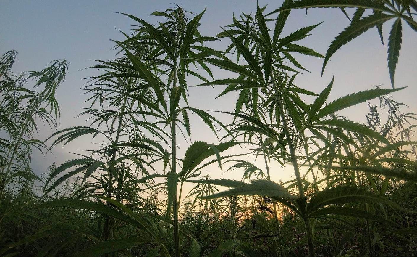 CBD Elveția și vama: sfaturile noastre