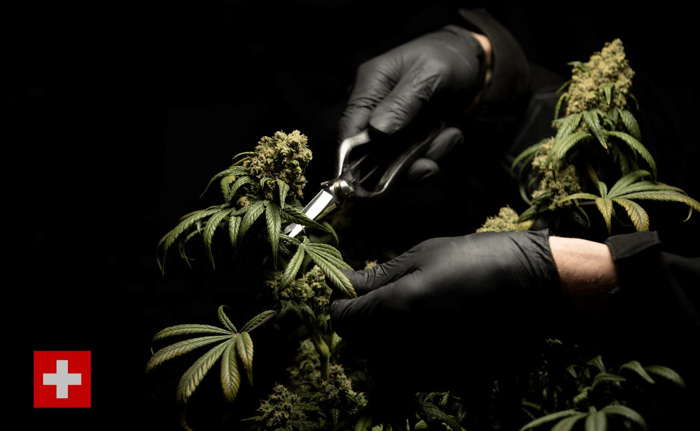 Cum să alegeți produsul cu CBD elvețian care vi se potrivește?