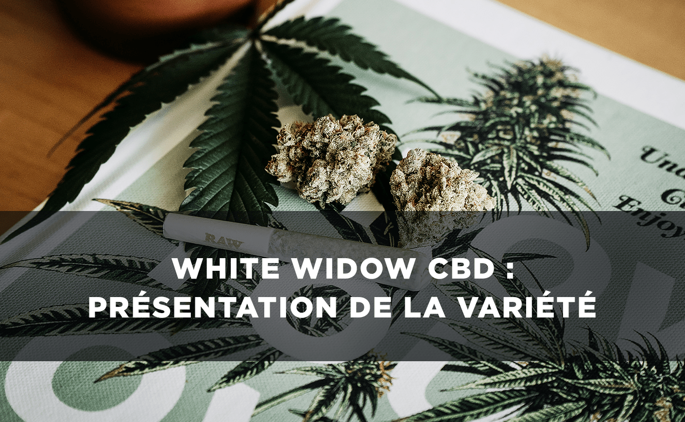 White Widow CBD: Prezentare și păreri despre această varietate