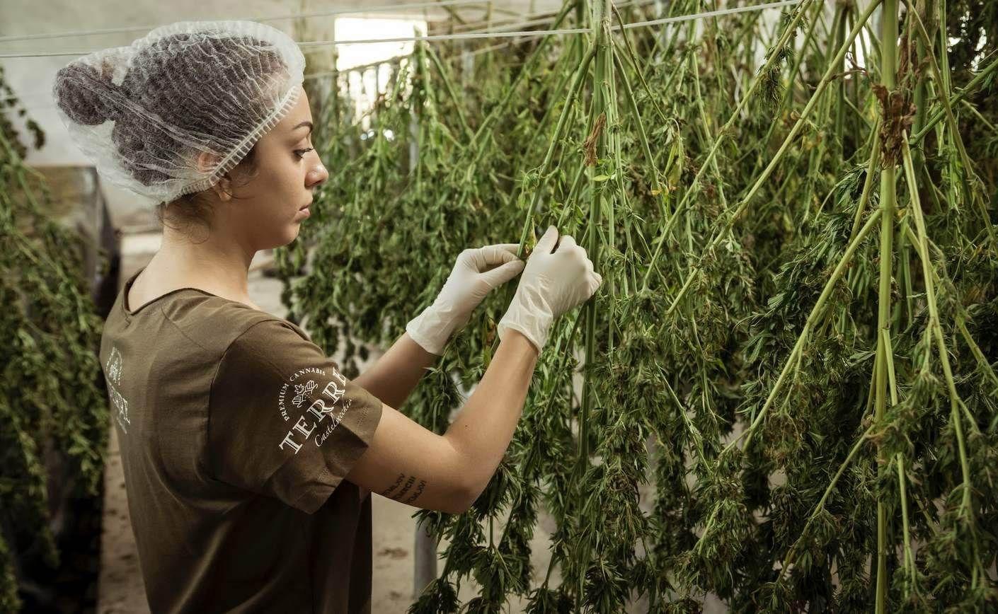 Prezentare generală a pieței CBD din Elveția